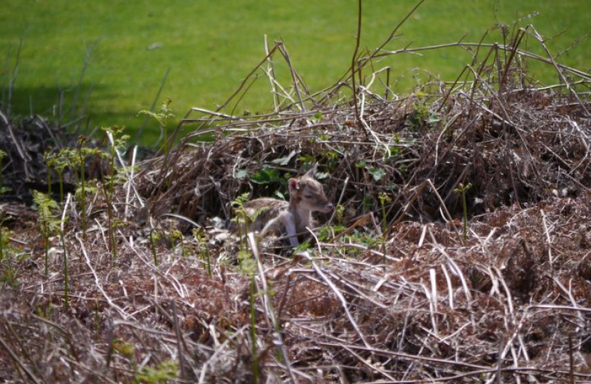 Fawn in Knole Park