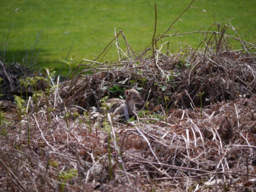 Fawn in Knole Park